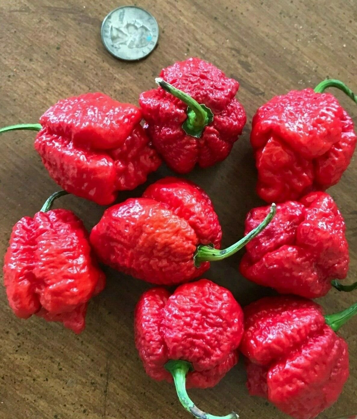 Super Apocalypse Scorpio Red Chili Live Plants Lot of 3 Vegetable