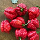 Super Apocalypse Scorpio Red Chili Live Plants Lot of 3 Vegetable