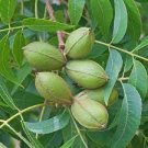 1 Pecan Tree Tall Live Plant Bareroot Seedling Carya illinoinensis