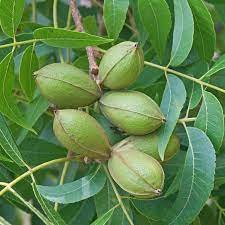 Carya illinoinensis Pecan Tree Tall Live Plant 2 Bareroot Seedling