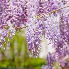 Live Plant Wisteria sinensis Purple Wisteria Tree (Chinese Wisteria)