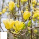 1 Live Plant Yellow Bird Magnolia Tree/Shrub Seedling Live Potted Plant