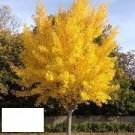1 Live Plant Ginkgo Tree Biloba (Maidenhair Tree) Plant