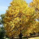 Tree Biloba (Maidenhair Tree) Plant Yellow Tree 3 Live Plant Ginkgo