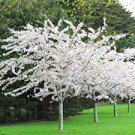 1pcs Weeping Cherry Tree Tall Seedling Live Plant Ships Potted Live Plant Ginkgo