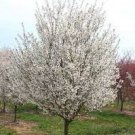 Tree Tall Live Plant Seedling Live Plant Ships Potted 3pcs Weeping Cherry