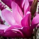 1pcs Ann Magnolia Tree/Shrub Live Plant Potted Seedling