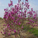 Flower Pink 2pcs Ann Magnolia Tree/Shrub Live Plant Potted Seedling