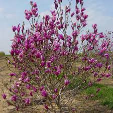 Flower Pink 2pcs Ann Magnolia Tree/Shrub Live Plant Potted Seedling