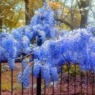 Bareroot Live Plants 4 Blue Japanese Wisteria Vines Live