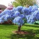 Japanese Wisteria Vines Live Bareroot Live Plants 6 Blue