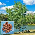 Carya illinoinensis Live Plants Bareroot Seedlings 30 Pecan Trees