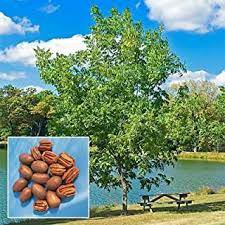 Carya illinoinensis Live Plants Bareroot Seedlings 30 Pecan Trees