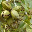 2 Pecan Trees Live Plants Bareroot Carya illinoinensis