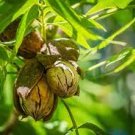 Trees Live Plants Bareroot Carya illinoinensis 6 Pecan