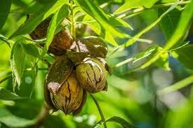 Trees Live Plants Bareroot Carya illinoinensis 6 Pecan