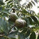 Bareroot Carya illinoinensis 4 Pecan Trees Live Plants