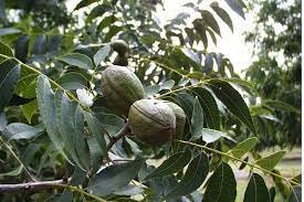 Bareroot Carya illinoinensis 4 Pecan Trees Live Plants