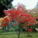 1 Japanese Red Maple Tree Live Plant, Acer palmatum var atropurpureum Live Plant