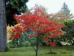 1 Japanese Red Maple Tree Live Plant, Acer palmatum var atropurpureum Live Plant