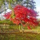 var atropurpureum Live Plant Tree 3 Live Plant Acer palmatum Japanese Red Maple