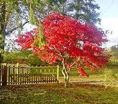 var atropurpureum Live Plant Tree 3 Live Plant Acer palmatum Japanese Red Maple