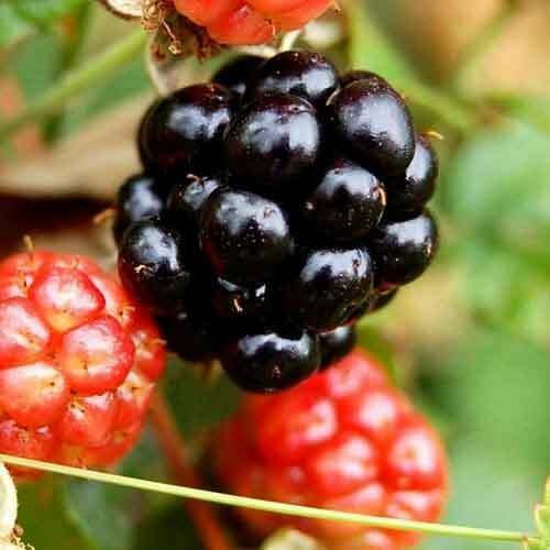 5 Red Mulberry Trees Live Fruit Plants Bareroot Seedlings