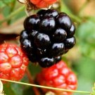 5 Red Mulberry Trees Live Fruit Plants Bareroot Seedlings
