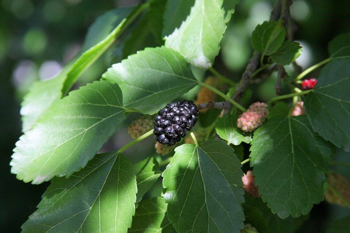 Bareroot Seedlings 10 Red Mulberry Trees Live Fruit Plants