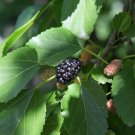 Bareroot Seedlings 10 Red Mulberry Trees Live Fruit Plants