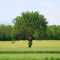 Live Fruit Plants Bareroot Seedlings 20 Red Mulberry Trees
