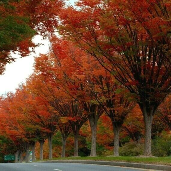 5 Japanese Zelkova Trees Live Bareroot Plants Zelkova serrata