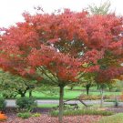 Bareroot Plants Zelkova serrata 10 Japanese Zelkova Trees Live