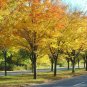 Bareroot Plants Zelkova serrata 10 Japanese Zelkova Trees Live