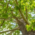 Trees Live Plants American Sycamore Platanus occidentalis 20`pcs