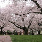 1 Yoshino Flowering Cherry Tree Live Plant