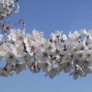 Tree Plant 2 Yoshino Flowering Cherry Tree Live Plant