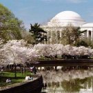 Cherry Tree Live Plant Tree Plant 3 Yoshino Flowering