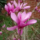 Flower Tree Live Plant Seedling Beautifull 4 Jane Magnolia Tree