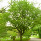 1 Flower Tree Live Plant American Hornbeam Tree Live Plant