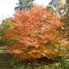Tree Live Plant 2 Flower Tree Live Plant American Hornbeam