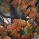 American Hornbeam Tree Live Plant 3 Flower Tree Live Plant