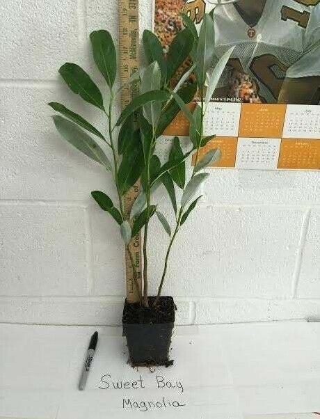 1 Sweetbay Magnolia Tree Live Plant Magnolia virginiana