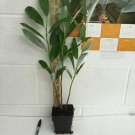 1 Sweetbay Magnolia Tree Live Plant Magnolia virginiana