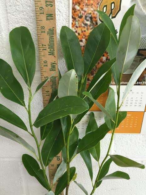 Tree Live Plant Magnolia virginiana Flower White Beautifull 3 Sweetbay Magnolia
