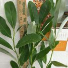 Tree Live Plant Magnolia virginiana Flower White Beautifull 3 Sweetbay Magnolia