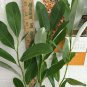 Tree Live Plant Magnolia virginiana Flower White Beautifull 3 Sweetbay Magnolia
