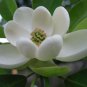 1 Sweetbay Magnolia Tree Live Plant Magnolia virginiana