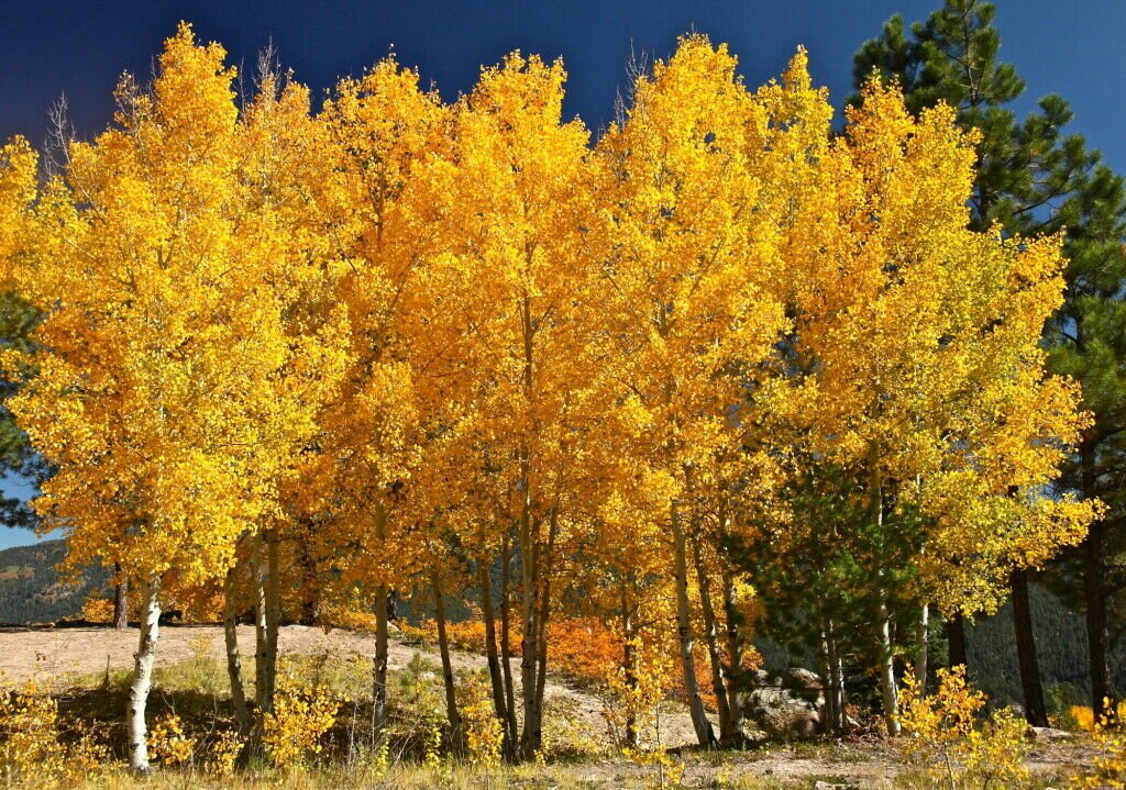 1pcs Tree Live Plant Quaking Aspen Tree Live Plant Seedling Populus tremuloides