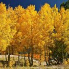 1pcs Tree Live Plant Quaking Aspen Tree Live Plant Seedling Populus tremuloides